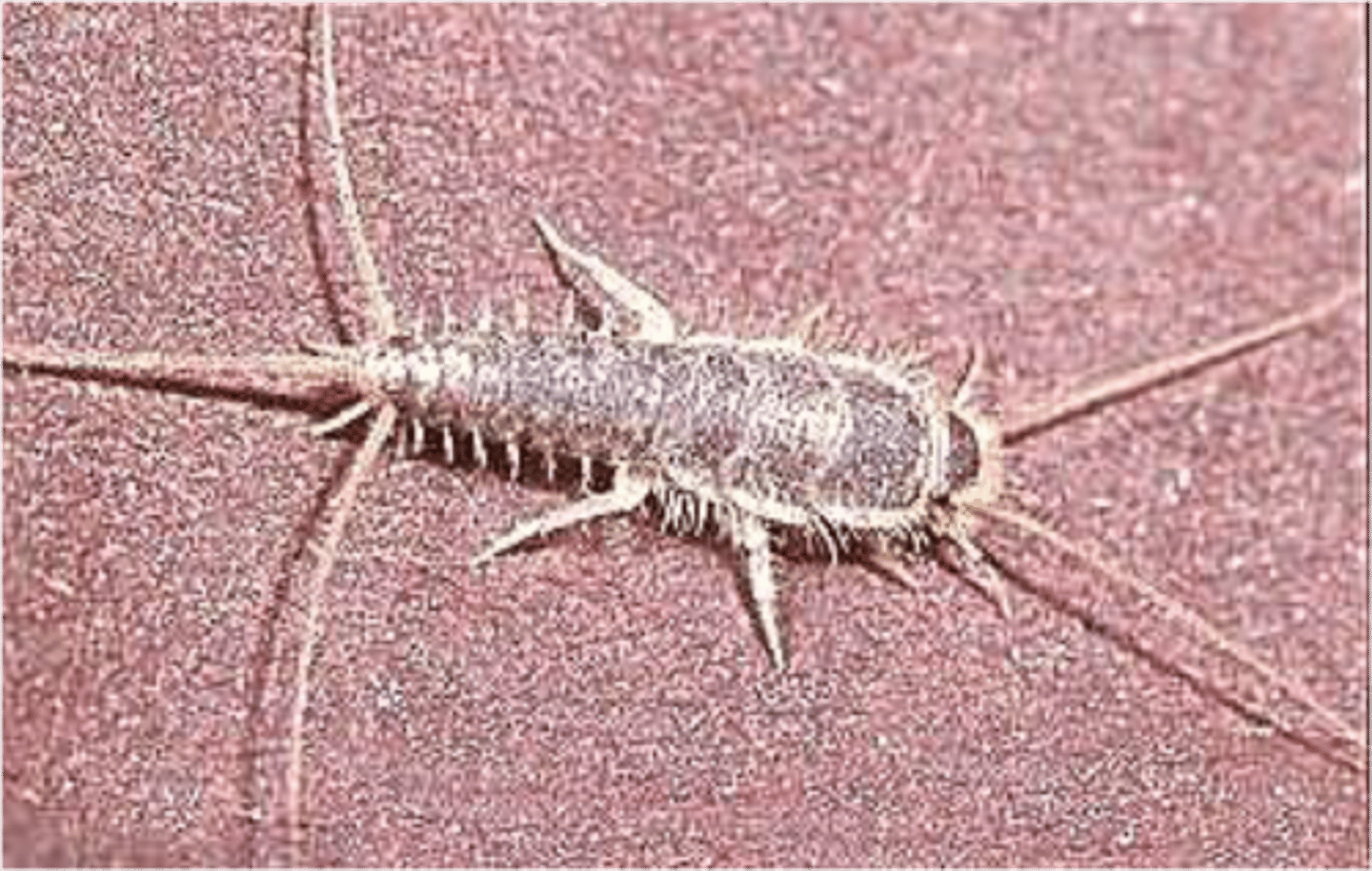 <p>A group within Apterygota that represents a "bridge" between "non-insect hexapods" and insects)</p><p>-includes silverfish and firebrats.</p>
