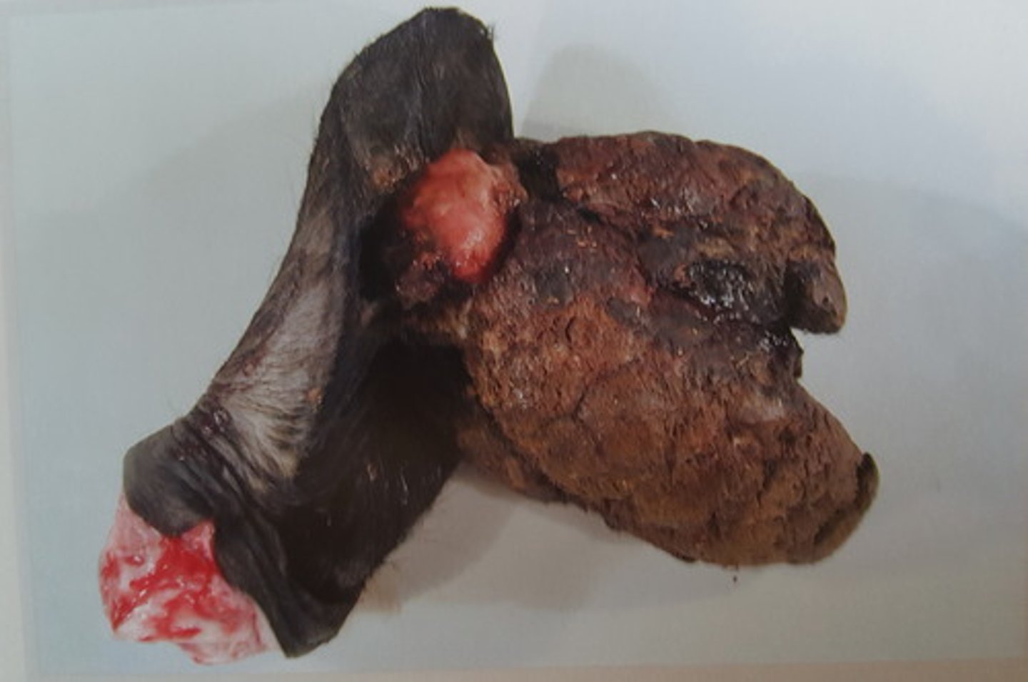 <p>Øre fra okse. Patoanatomisk diagnose?</p>