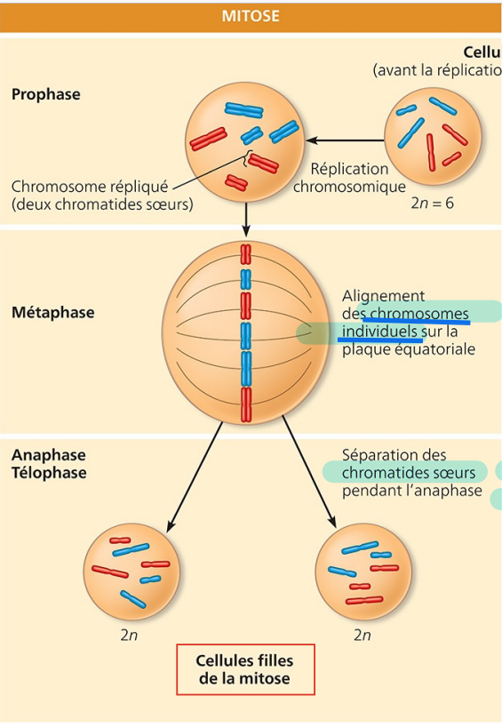<p>Division d'une cellule en deux cellules filles génétiquement identiques à la première.</p><p>Rôle/but: </p><ul><li><p>Reproduction</p></li><li><p>Croissance et développement </p></li><li><p>Régénération tissulaire :  </p><ul><li><p>entretien et ← mort de la cellule, se divise avant</p></li><li><p>réparation ← coupure = cicatrice</p></li></ul></li></ul><p>contient 4 phases</p><p></p>