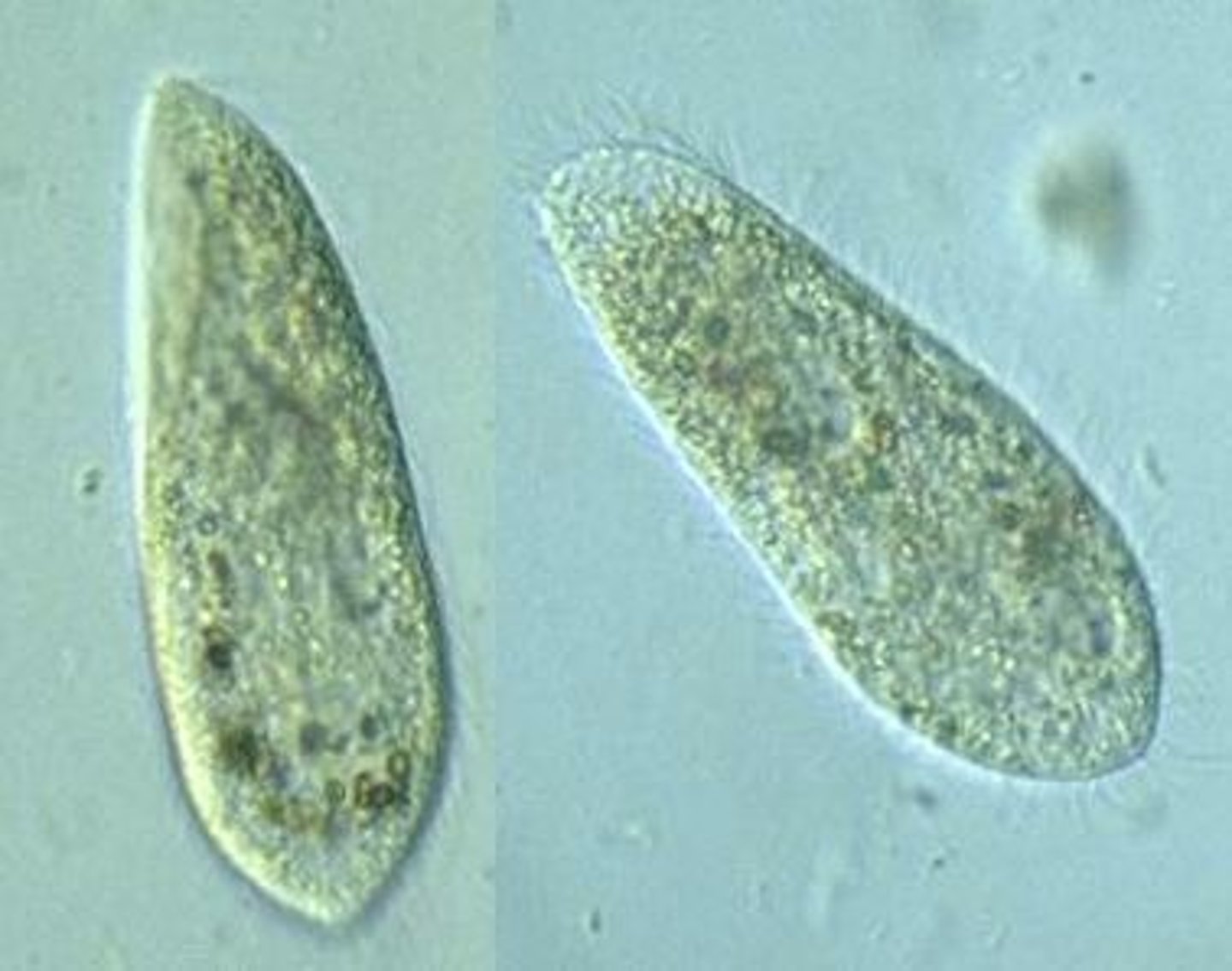 <p>what is this organism</p>