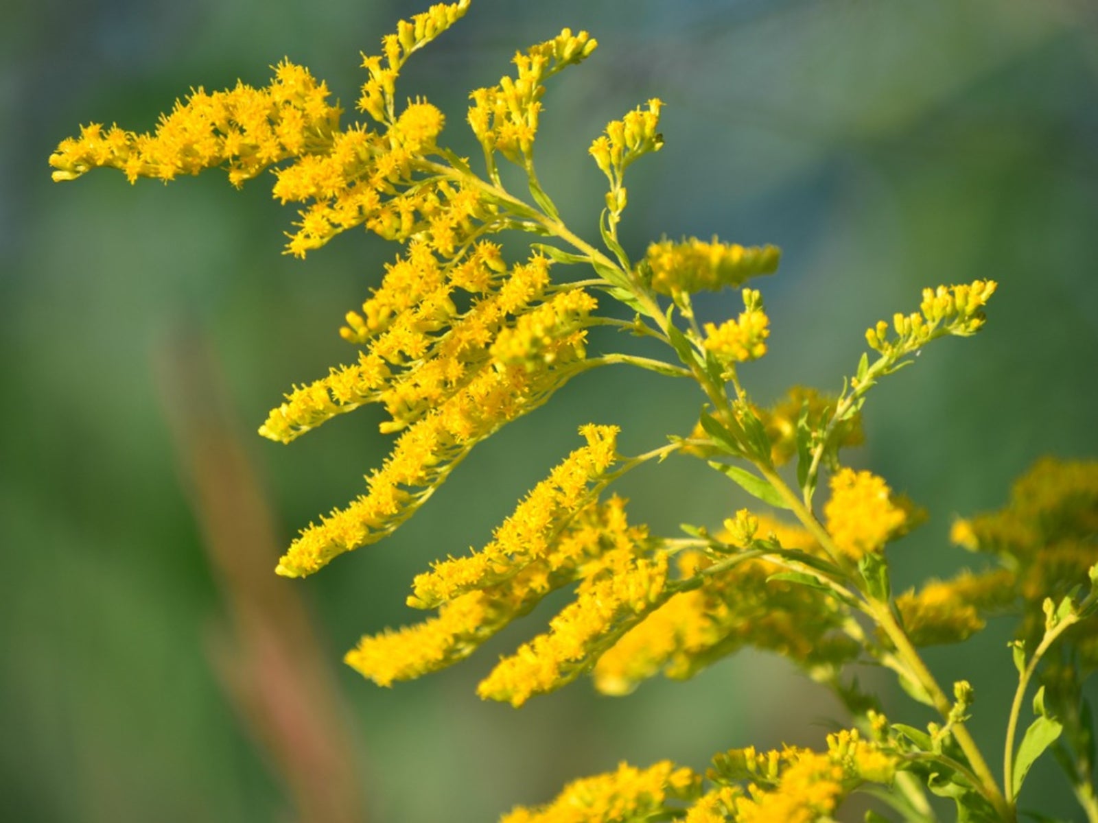 <p>Solidago</p>