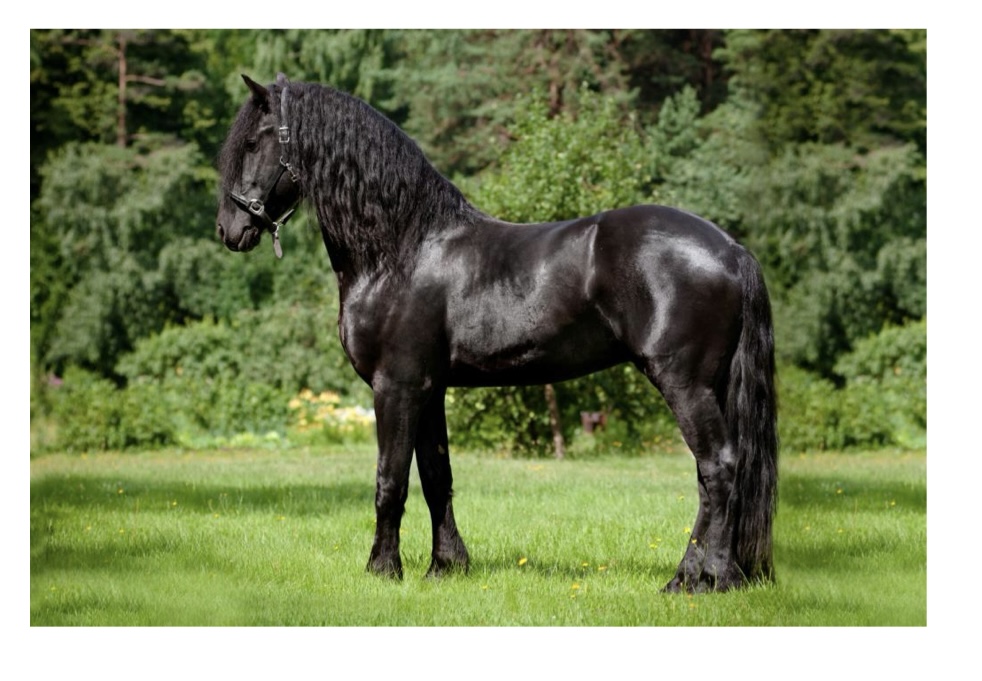 <p>what kind of horse is this?</p>