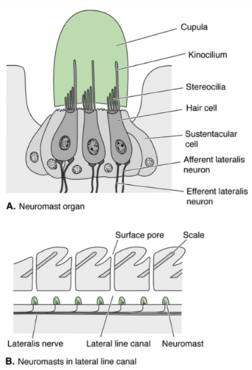 <p>Structures in fishes and aquatic amphibians that detect mechanical stimuli from water</p>