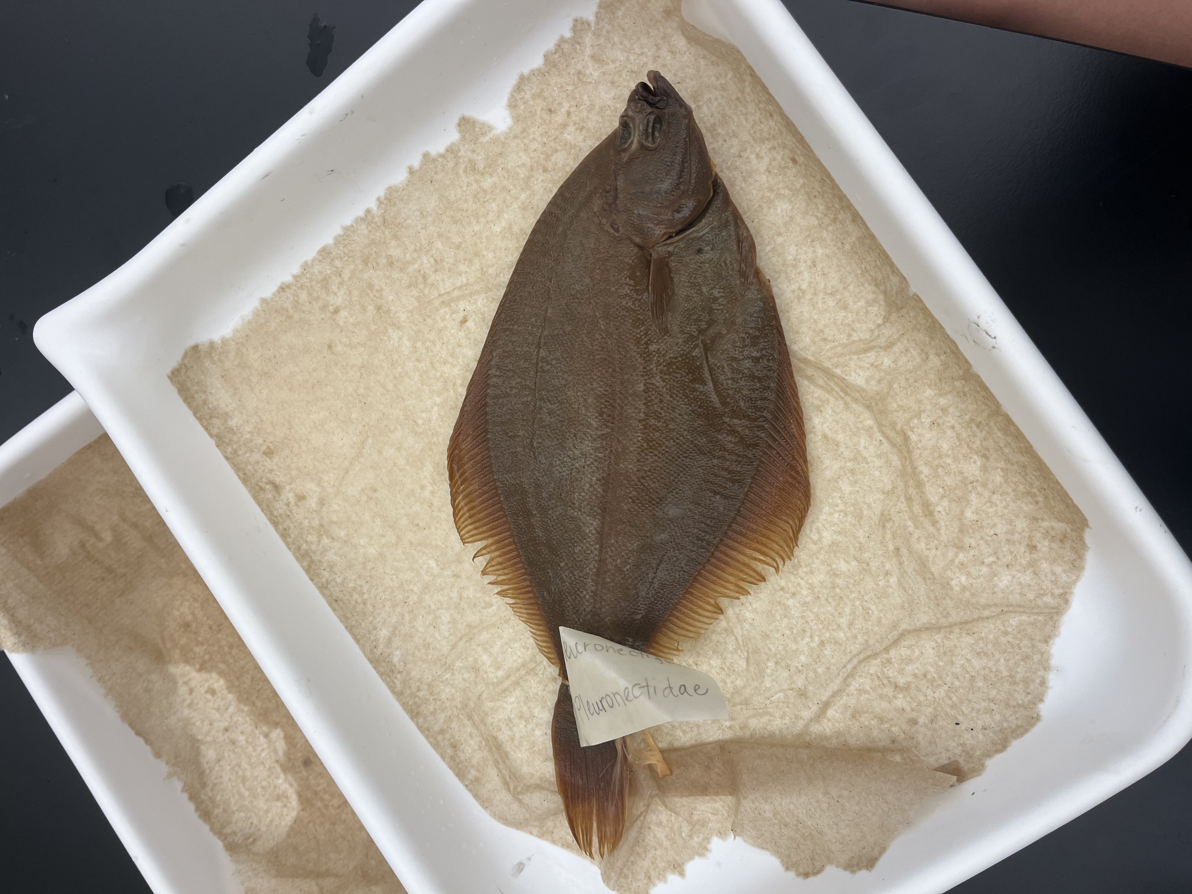 <p>Righteye Flounders</p>
