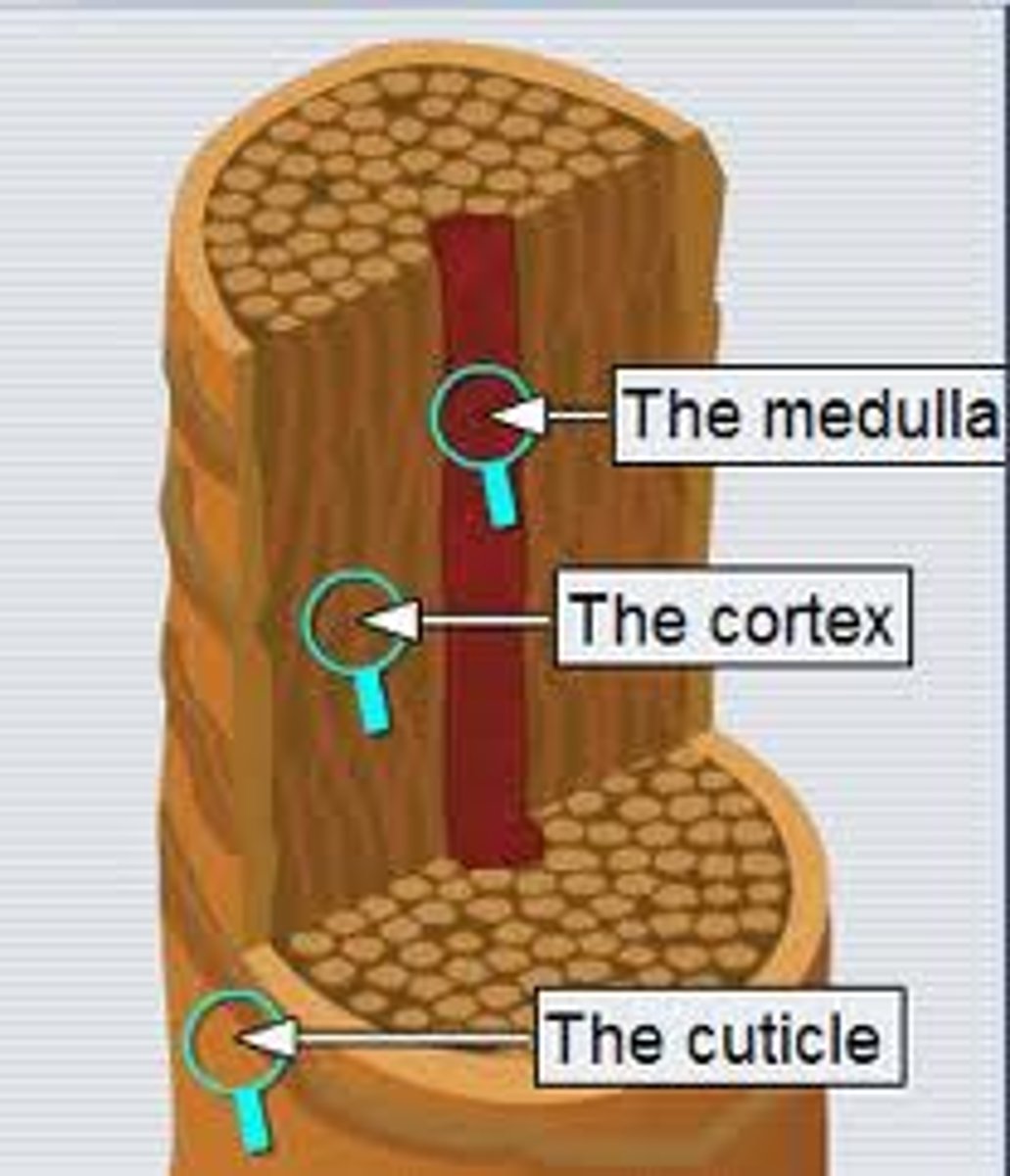 <p>medulla: central core of large cells and air</p><p>Cortex: several layers of flattened cells surrounding medulla </p><p>cuticle: outer layer consisting of overlapping layers of single cells </p>