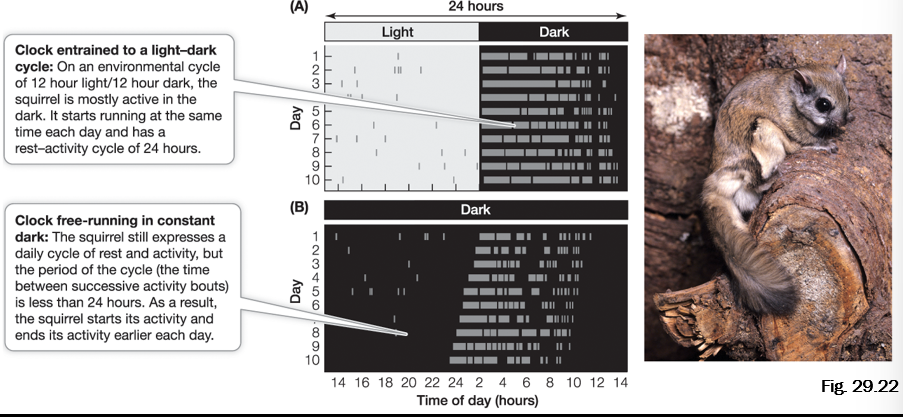 <ul><li><p>External or exogenous cues- presence of light or darkness.</p></li><li><p>Endogenous biological clock- a self-contained, metabolic mechanism of keeping track of time</p></li><li><p>Circadian or daily biological clocks= most common</p></li><li><p>Lunar (circatidal) & annual (circannual) clocks</p></li><li><p>Free-run- no external cues</p></li></ul><p></p>