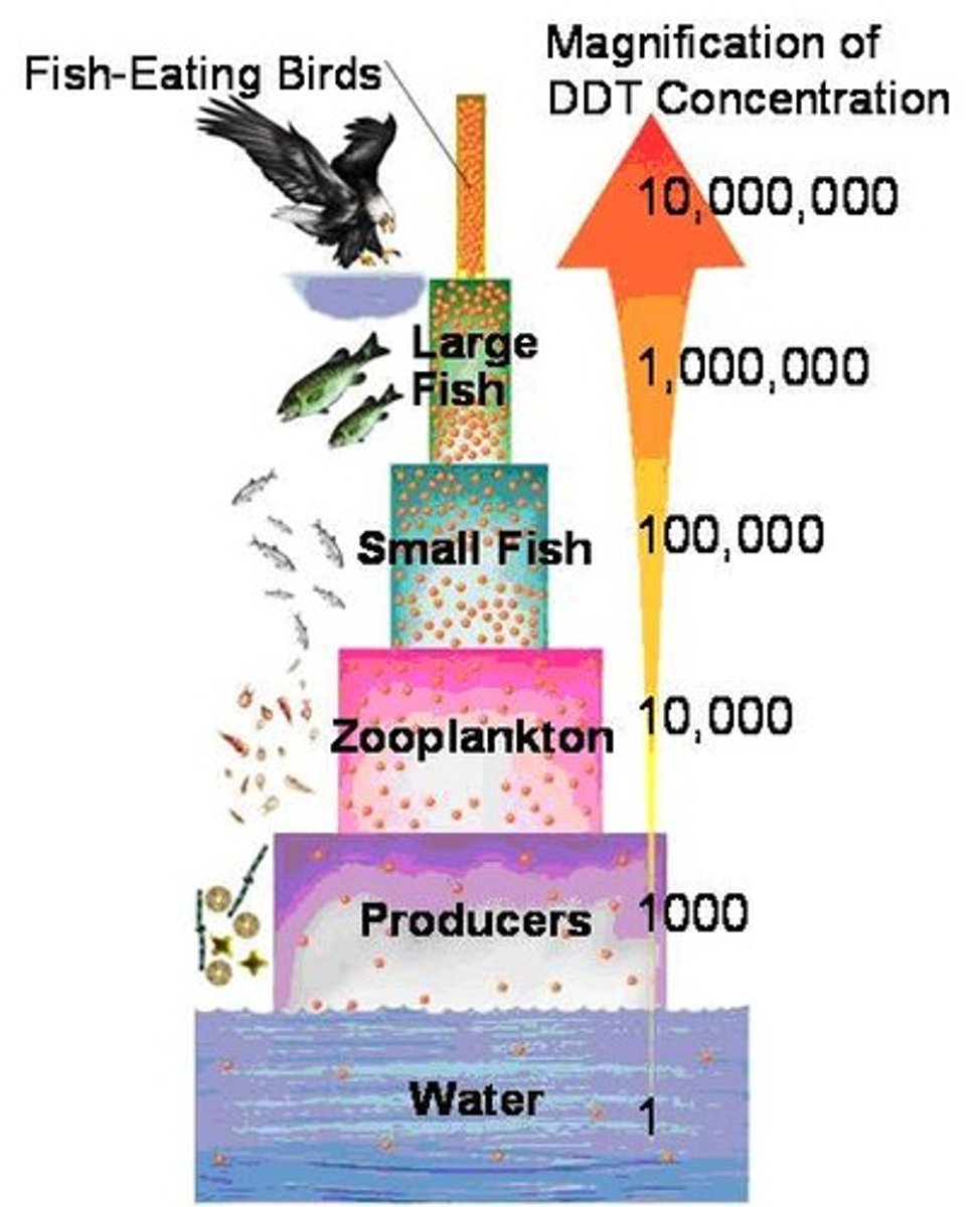 <p>A process in which concentrations of harmful substances increase in organisms at higher trophic levels in a food chain or food web. Affects the entire food web, although the top-level carnivores are at the highest risk.</p>