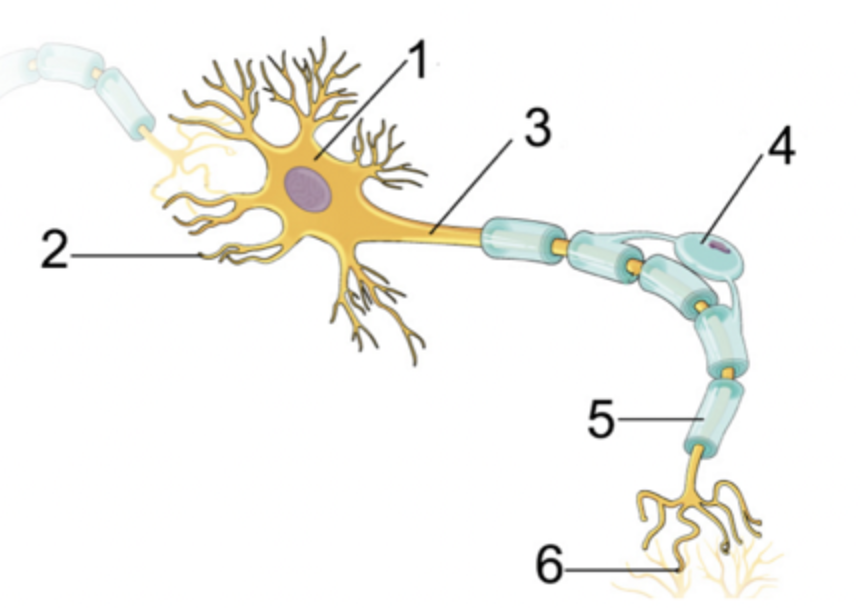 <p>Parts of the neuron </p>