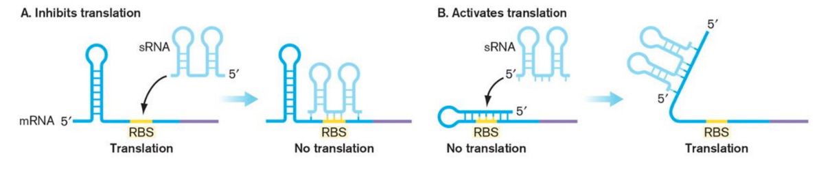 <ul><li><p><span>Attenuators &amp; riboswitches are part of mRNA transcript they control</span></p></li><li><p><span>Untranslated Regulatory RNA molecules are transcribed independently and typically affect gene expression post-transcriptionally.</span></p></li><li><p><span>Small RNAs (sRNAs) represent one of the most economical ways to regulate gene expression.</span></p><ul><li><p><span>They do not require protein synthesis.</span></p></li><li><p><span>They diffuse rapidly.</span></p></li><li><p><span>They typically act on preexisting messages</span></p></li></ul></li></ul>