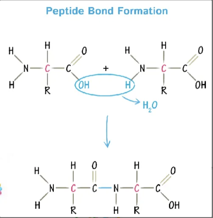 <p><span>peptide bond (type of covalent bond) formed by dehydration reaction between C and N terminus</span></p>