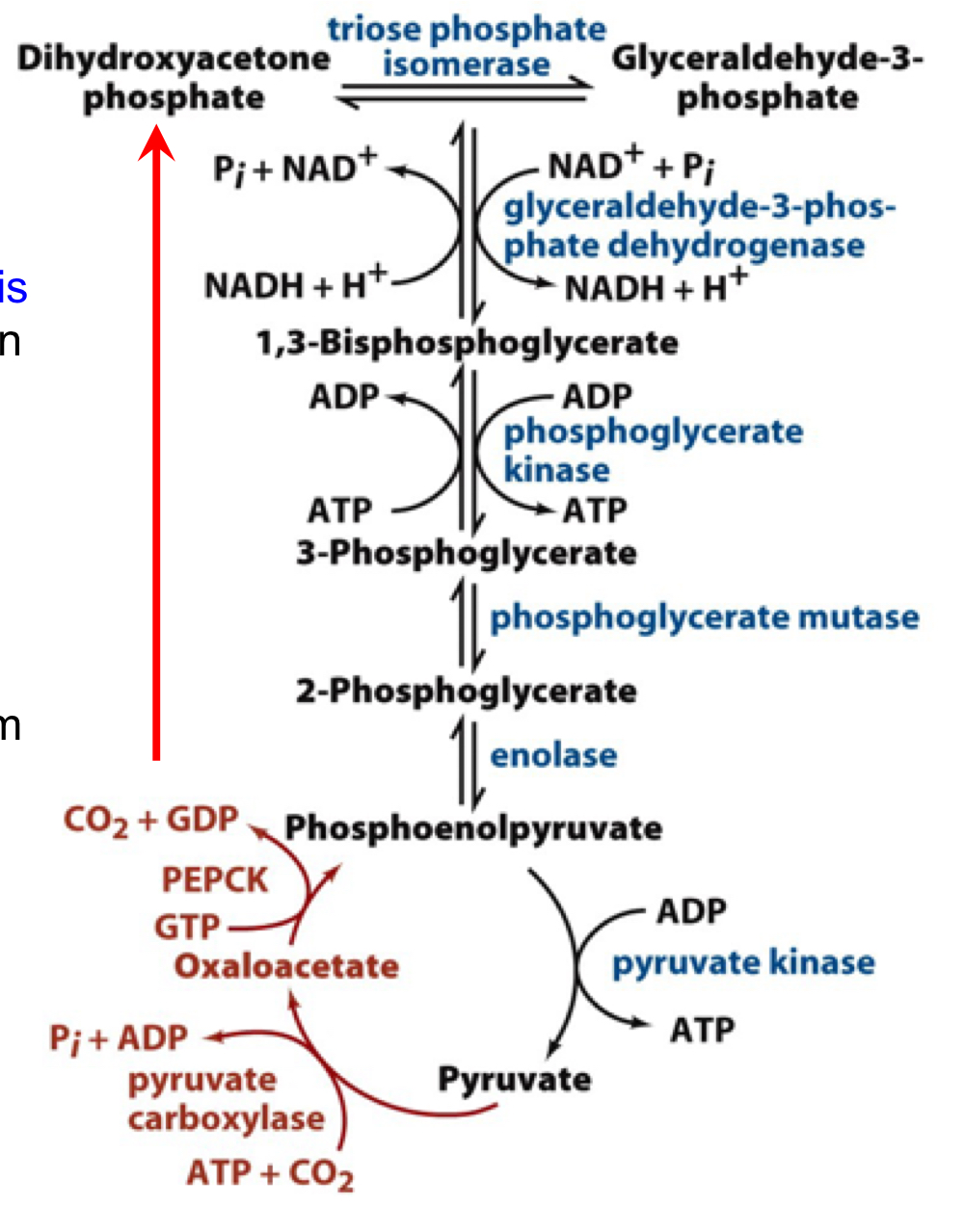 after formation of phosphoenolpyruvate, the remaining triose stages are shared by glycolysis and gluconeogenesis (they can run in the reverse direction for gluconeogenesis)

all enzymes between PEP and DHAP/GAP are near equilibrium and flux can be pushed in the reverse direction by the production of PEP from the PC/PEPCK enzymes

also, pyruvate kinase would be down regulated under these conditions to avoid consumption of PEP in the opposite direction