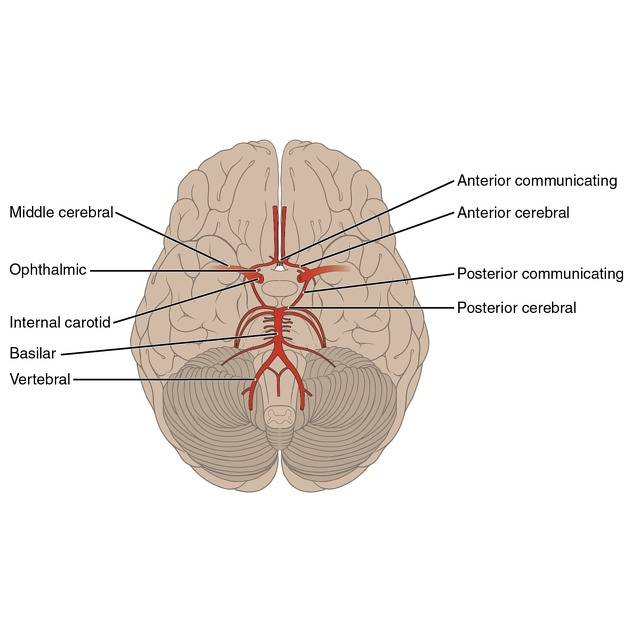 <p>circle of willis</p>