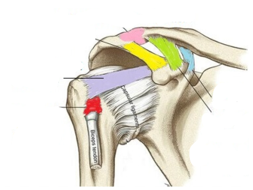 <p>(red)</p>