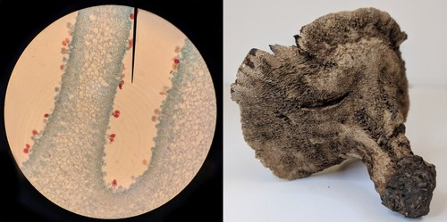 <p>Based on the images above and the provided dichotomous key, what is the identity of this fungus?</p>