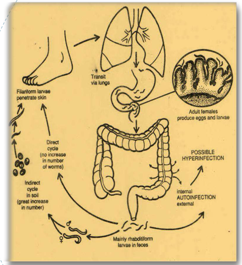 <p>Life cycle?</p>
