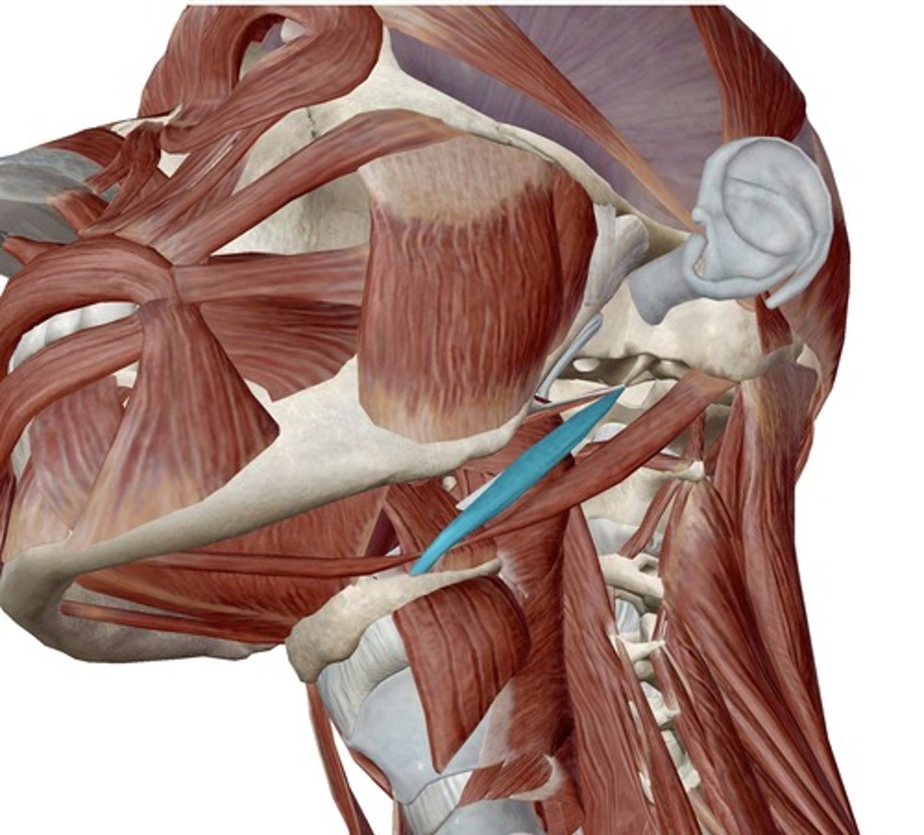 <p>What muscle is this?</p>