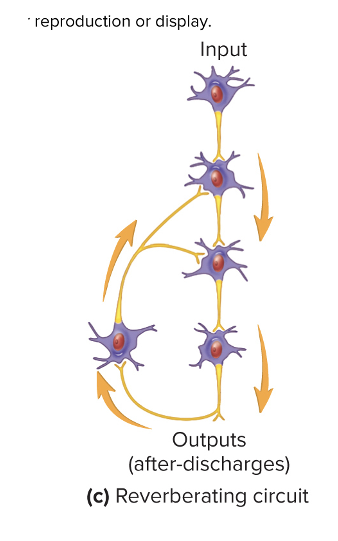 <ul><li><p>Chain of neurons with synapses with previous neurons in the chain&nbsp;</p></li><li><p>Makes positive-feedback loop</p></li><li><p>Lets action potentials entering the circuit to cause a neuron farther along in the circuit to produce an action potential&nbsp; more than once <strong>(after-discharge)</strong> to prolong response to stimulus</p></li><li><p>Circuit will continue to discharge until the synapses are fatigued or inhibited by other neurons</p></li><li><p>Control rhythmic activities</p></li></ul><p></p>