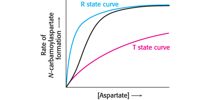 <p>Imagine an allosteric enzyme as a mixture of two Michaelis-Menten enzymes</p><p class="MsoNormal">One with a high value of K<sub>m</sub> that corresponds to the T state (Inhibited; V-max lowered)</p><p class="MsoNormal">Another with a low value of K<sub>m</sub> that corresponds to the R state</p>