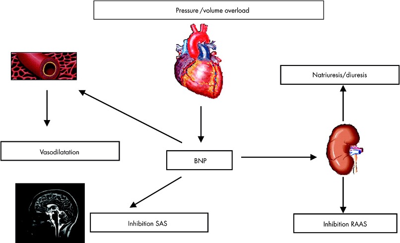 <ul><li><p>Blood tests for HF&nbsp;</p></li><li><p>Natural substances released by the heart (for increased stretch - fluid overload)&nbsp;</p><ul><li><p><strong>ANP</strong>&nbsp;(atrial natriuretic peptide) - secreted from atria&nbsp;</p></li><li><p><strong>BNP&nbsp;</strong>(B-natriuretic peptide) - secreted from ventricles, elevated in decompensated HF</p><ul><li><p>More common&nbsp;</p></li><li><p>Increased stretch of heart ventricle = BNP released&nbsp;</p></li><li><p>Inhibits compensatory mechanisms&nbsp;</p></li></ul></li></ul></li><li><p>Higher levels may indicate a heart is stretched too much and releasing high levels of these substances (HF)&nbsp;</p></li></ul><p></p>