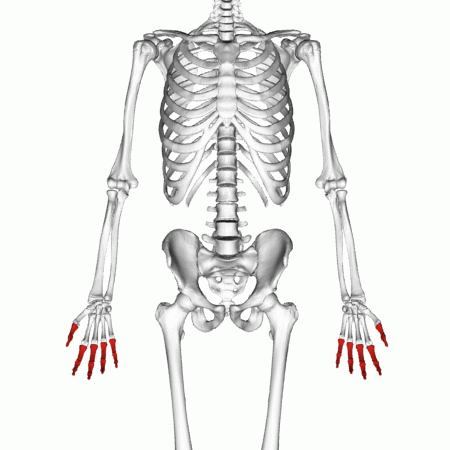 <p>Key Features: Fingers: Proximal, middle, distal</p><p>Memory Trick: finger parts</p>
