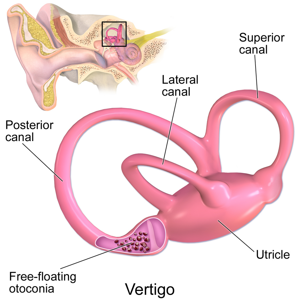 <p><span>What part of the ear helps with balance?</span></p>