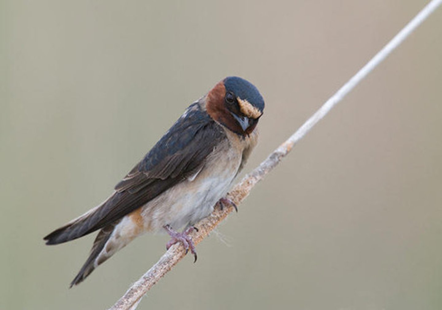 <p>Passeriformes</p><p>white forehead, dark throat, reddish sides of face</p>