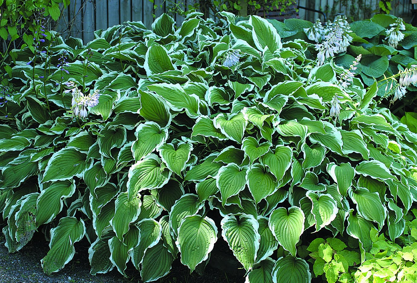 <p>Vad är det för blomma?</p>