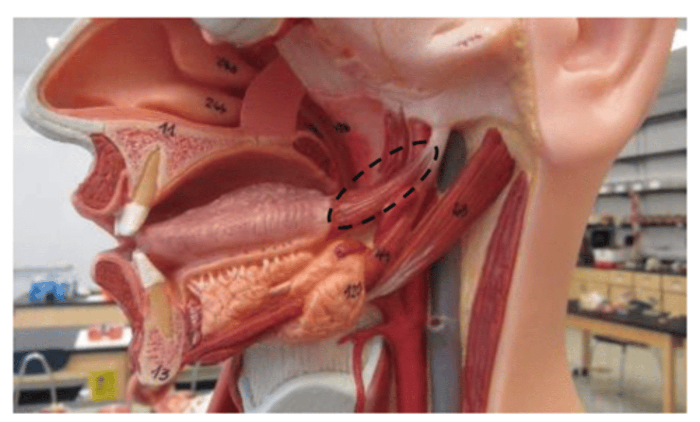 <p>muscle attached to the tonge</p>