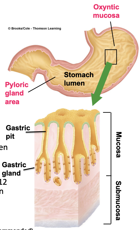 <p>oxyntic mucosa (body and fundus) and pyloric gland area (antrum)</p>