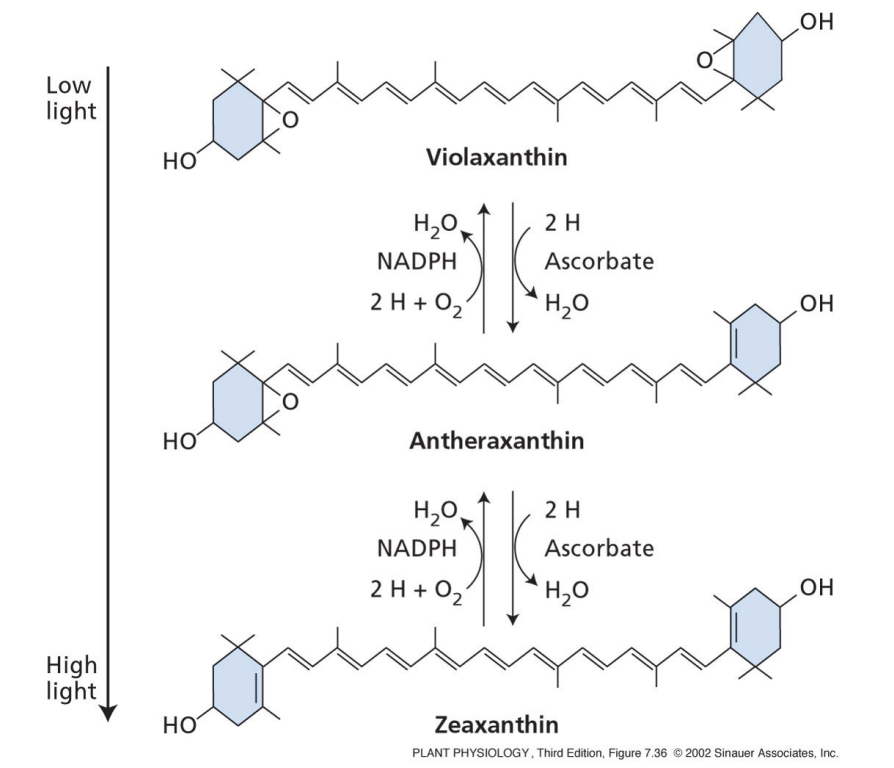 <ul><li><p>in water stress, stomata is closed and CO2 photosynthesis is limited</p></li><li><p>good way to dissipate heat</p></li></ul><p></p>