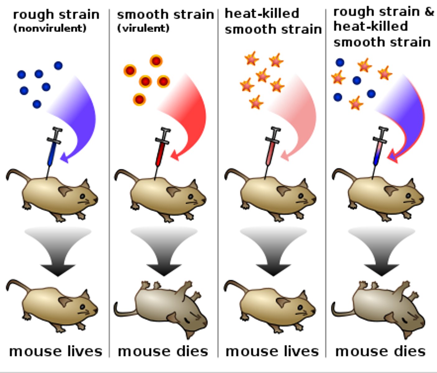 <p>Streptococcus pneumoniae in mice</p><p>Hypothesis: Dead matter (i.e. DNA) can transform living cells.</p><p>S type cells can kill mice, R type cells cannot kill mice</p><p>Sample containing heat killed S type bacterial cells (Have a capsule) was added to live R type bacterial cells (Have no capsule) resulted in S type cells that kill mice </p><p>This is due to R type cells using the dead S type cells DNA which includes genes for capsules </p>