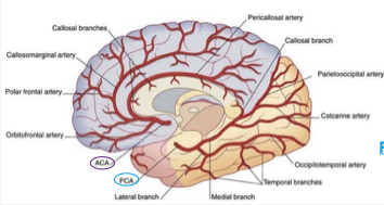 <p>medial surface of temporal lobe and all of occipital lobe </p>