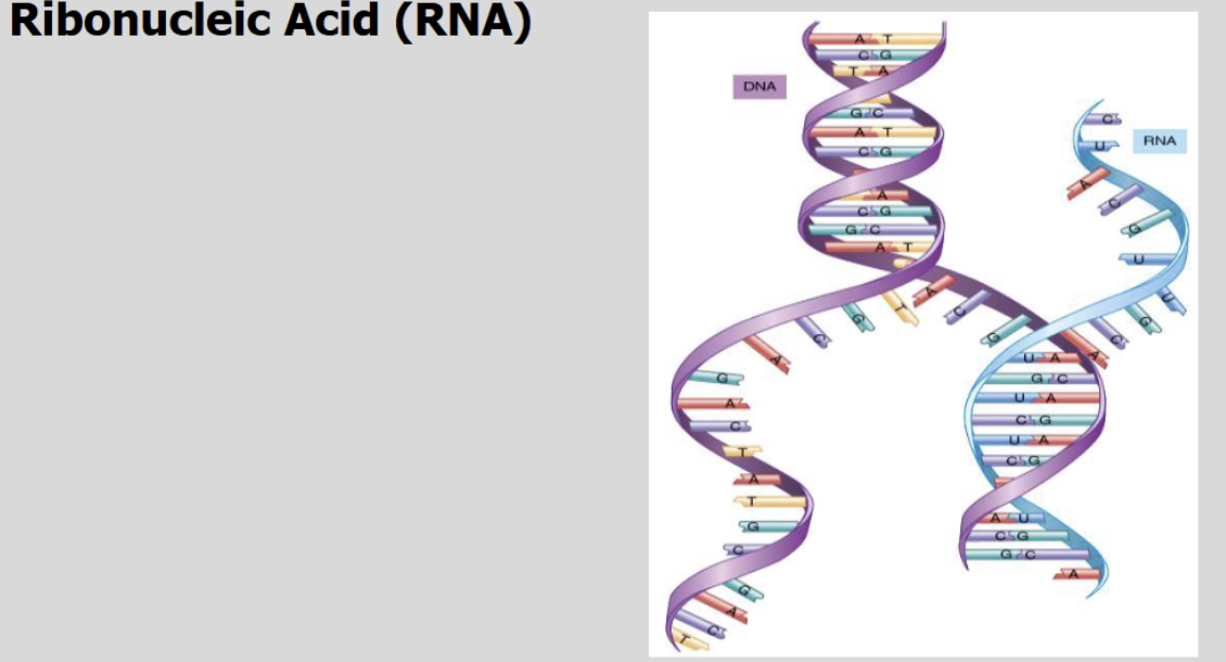 <ul><li><p>Transcribed into Physical Changes</p></li></ul><p></p>