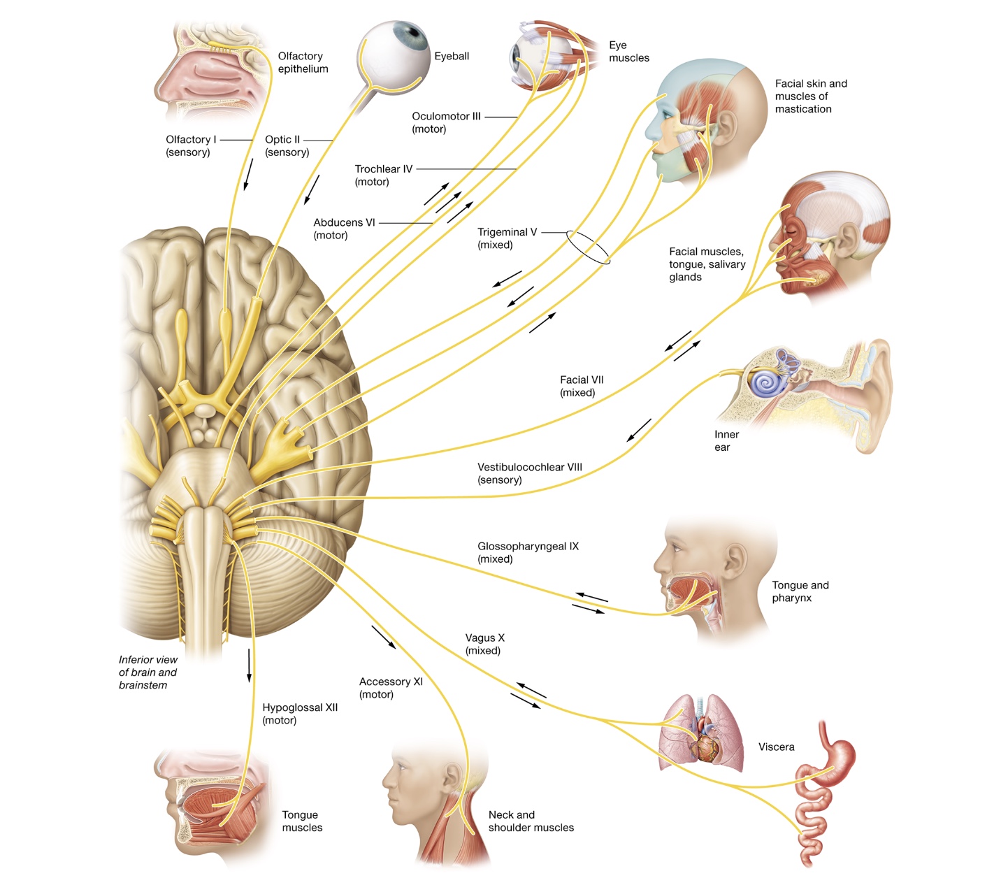 <p>Cranial nerves</p>