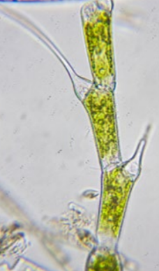<p>frw benthic </p>