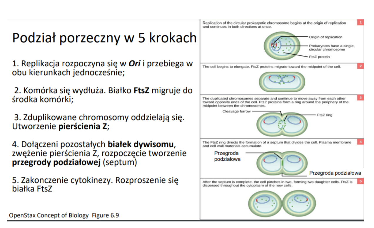 <p>● Podział poprzeczny (rozszczepienie binarne) - typowy podział prokariotów. </p><ul><li><p>Replikacja chromosomu.</p></li><li><p>Wydłużenie komórki i migracja białka FtsZ do środka komórki.</p></li><li><p>Rozdzielenie chromosomów i utworzenie pierścienia Z.</p></li><li><p>Dołączenie białek dywizomu, zwężenie pierścienia Z i rozpoczęcie tworzenia przegrody podziałowej.</p></li><li><p>Zakończenie cytokinezy.<br></p></li></ul><p>● Alternatywne wzorce podziału:</p><ul><li><p>Podział asymetryczny (pączkowanie).</p></li><li><p>Fragmentacja.<br></p></li></ul><p>● Cykl życiowy drożdży Saccharomyces cerevisiae: podział komórkowy przez mitozę i pączkowanie.</p><p>● Komórki przetrwalnikowe:</p><ul><li><p>Komórki przetrwalnikowe (persystory) wykazują aktywność metaboliczną poniżej granicy wykrywalności.</p></li><li><p>Komórki przetrwalnikowe pomagają przetrwać niekorzystne warunki.</p></li></ul><p></p>