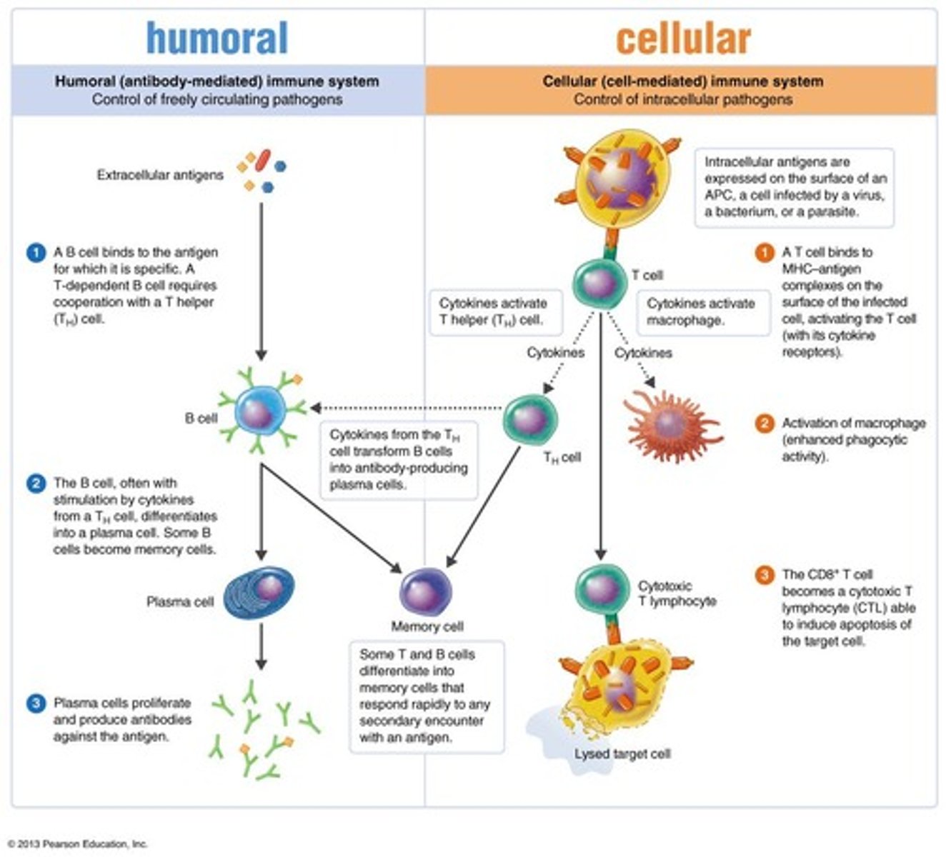<p>First time the immune system combats a particular foreign substance</p>
