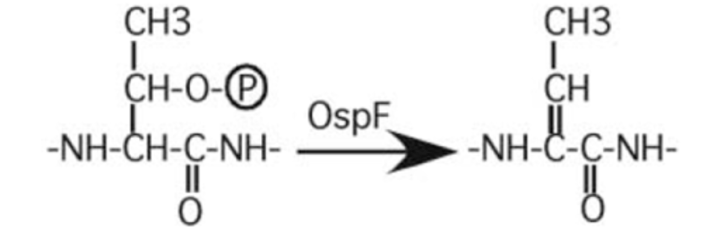 <p>removes phosphates from MAPK threonine residues</p>