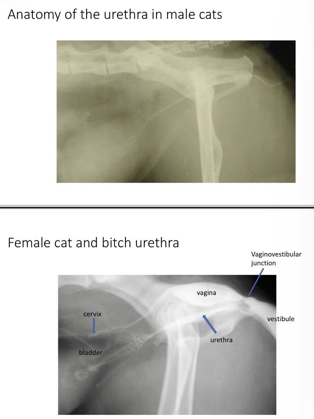 <p>F - wider, folded mucosa, no bone</p>