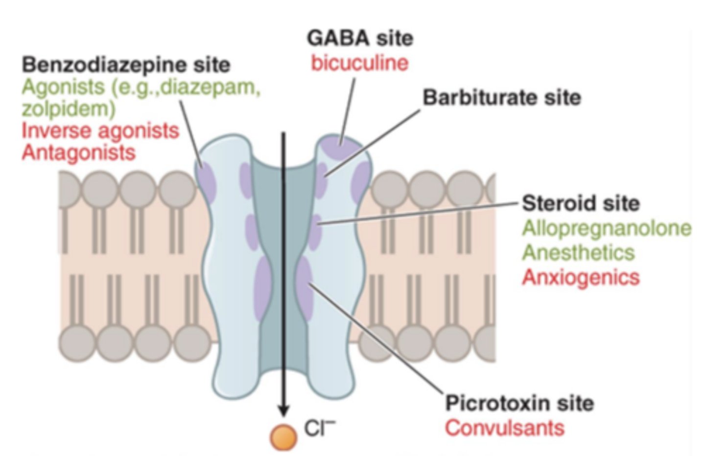 <p>the GABAa receptor</p>