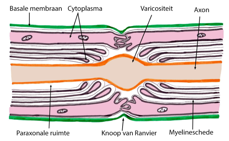 <ul><li><p>thv knopen van Ranvier: axon niet omgeven door continue myelinehuls</p><ul><li><p>MAAR: omgeven door interdigiterende uitlopers van naast elkaar liggende Schwann-cellen</p></li></ul></li></ul><p>→ myelinevrije zone (tussen 2 op elkaar volgende Schwann-cellen)</p><ul><li><p>axon vormt kleine zwelling = varicositeit</p><ul><li><p>celmembraan van axon maakt contact met interdigiterende uitlopers van Schwann-cellen</p></li><li><p>compactie niet volledig → cytoplasmalusjes</p><ul><li><p>zitten vast op axon</p></li></ul></li><li><p>gevolg: intercellulaire spleet tussen axon in Schwann-cel wordt afgesloten (paraxonale ruimte)</p></li></ul></li><li><p>thv knoop van Ranvier: axon blootgesteld aan ionen in interstitium</p></li><li><p>afstand tussen 2 knopen van Ranvier = internodium (internodaal segment)</p><ul><li><p>internodale segmenten: lengte van 300-500 µm</p></li></ul></li><li><p>knopen van Ranvier: verantoordelijk voor saltatorische (saltare = springen) geleiding van actiepotentialen van knoop naar knoop</p></li></ul><p></p>