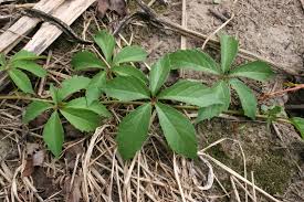 <p>what is the scientific name of Virginia Creeper</p>
