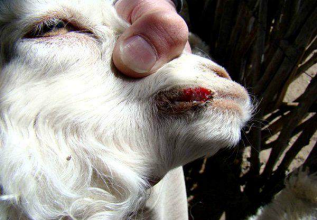 <p>“Ectima contagioso”, producido por un parapoxvirus</p><p>Afecta borregos y cabras, tiene morbilidad de hasta 90%, pero mortalidad de 1%, lesiones en la boca favorecen la enfermedad. Vacunas controlan intensidad de la enfermedad pero no el contagio.</p><p>Lesiones en comisuras de los labios y se extienden, muy severo puede llegar al paladar y legua, incluso pulmón y corazón. Incluye hinchazón, vacuolización, hiperplasia de epidermis y microabscesos. </p><p>Puede haber cuerpos de inclusión intracitoplasmáticos</p>