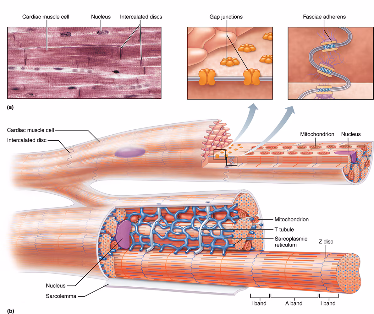 <p>small channels made of connexons</p><ul><li><p>allow passage of ions between cells: “"cell to cell communication”</p></li></ul><p></p>