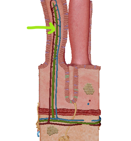 knowt flashcard image