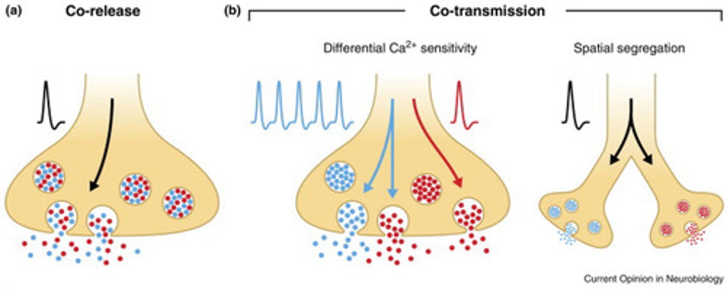 <p>localized in different vesicles and may be differentially regulated because of different calcium ion sensitivities or because they are located in different boutons</p>