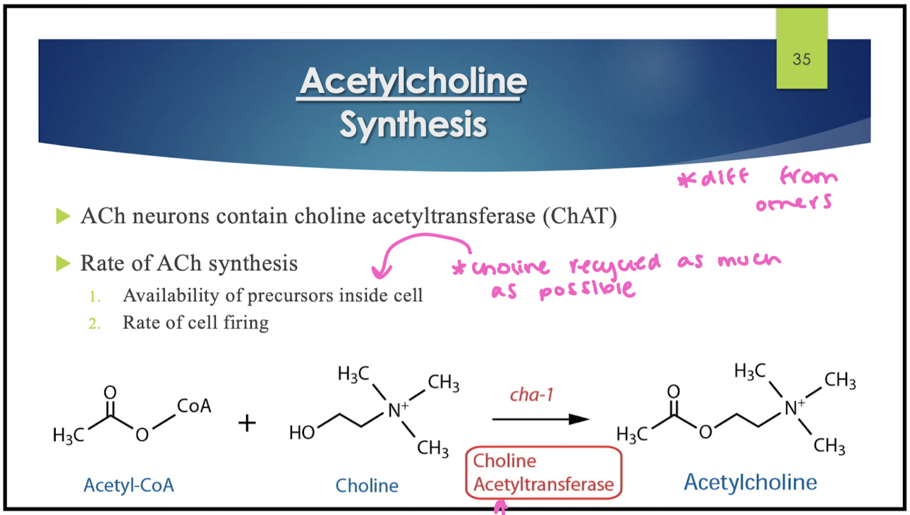 <ul><li><p>Ach neurons contain choline acetyltransferase (ChAT) that brings acetyl-CoA and choline together to make Ach</p></li><li><p>rate of ACh synthesis is based on 2 things:</p><ul><li><p>availability of precursors inside the cell</p></li><li><p>rate of cell firing </p></li></ul></li></ul><p></p>