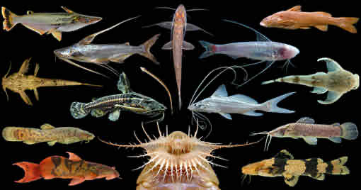 <p>Ray-Finned fishes</p>