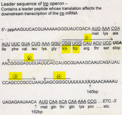 <ul><li><p>2 sets of inverted repeats (1 and 2; 3 and 4)</p></li><li><p>Both can make stem and loop structure</p></li><li><p>Stop codon for protein made from TrpL gene is between repeat 1 and 2</p></li><li><p>Stem and loop made from<br>repeat 3 and 4 looks like a independent terminator</p></li><li><p>2 Trp codons that are right next to each other in this small protein</p></li></ul>