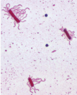 <p>swarming-like motion; a lot of them</p>